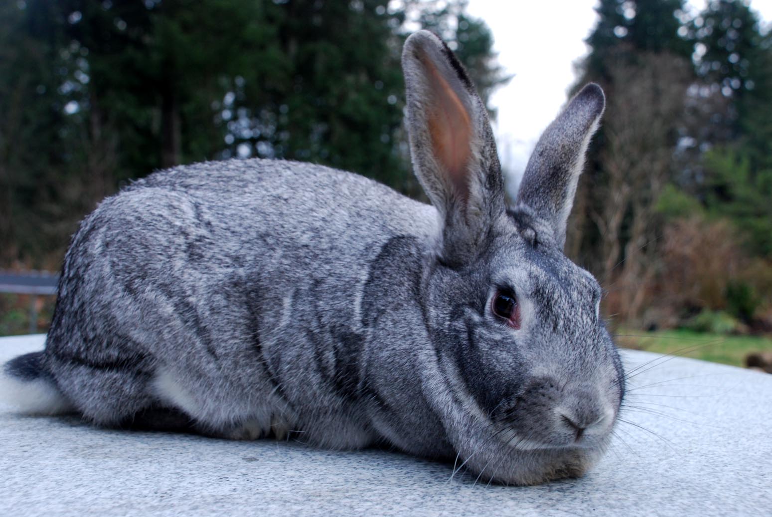 American Chinchilla Rabbit Breed Adopt A Rabbit