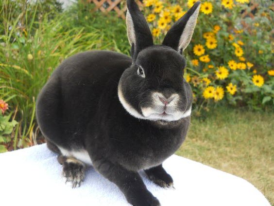 Mini Rex Rabbit