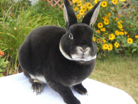 dwarf mini rex